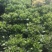 玉树玉树老桩耐旱办公室庭院阳台懒人植物