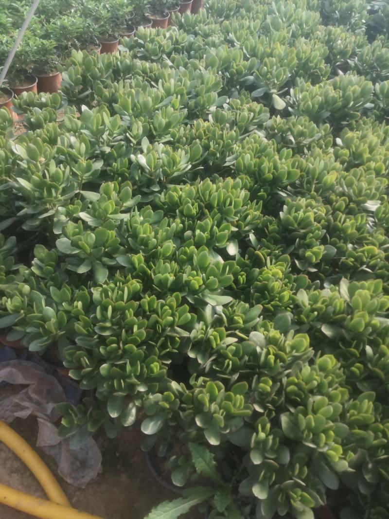 玉树玉树老桩耐旱办公室庭院阳台懒人植物