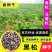 新采一级黑松种子白芽松日本黑松种子东北黑松山东黑松树种子