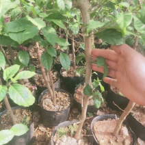 三角梅盆栽苗，中小苗都有，可带盆发货，适合公园，庭院等