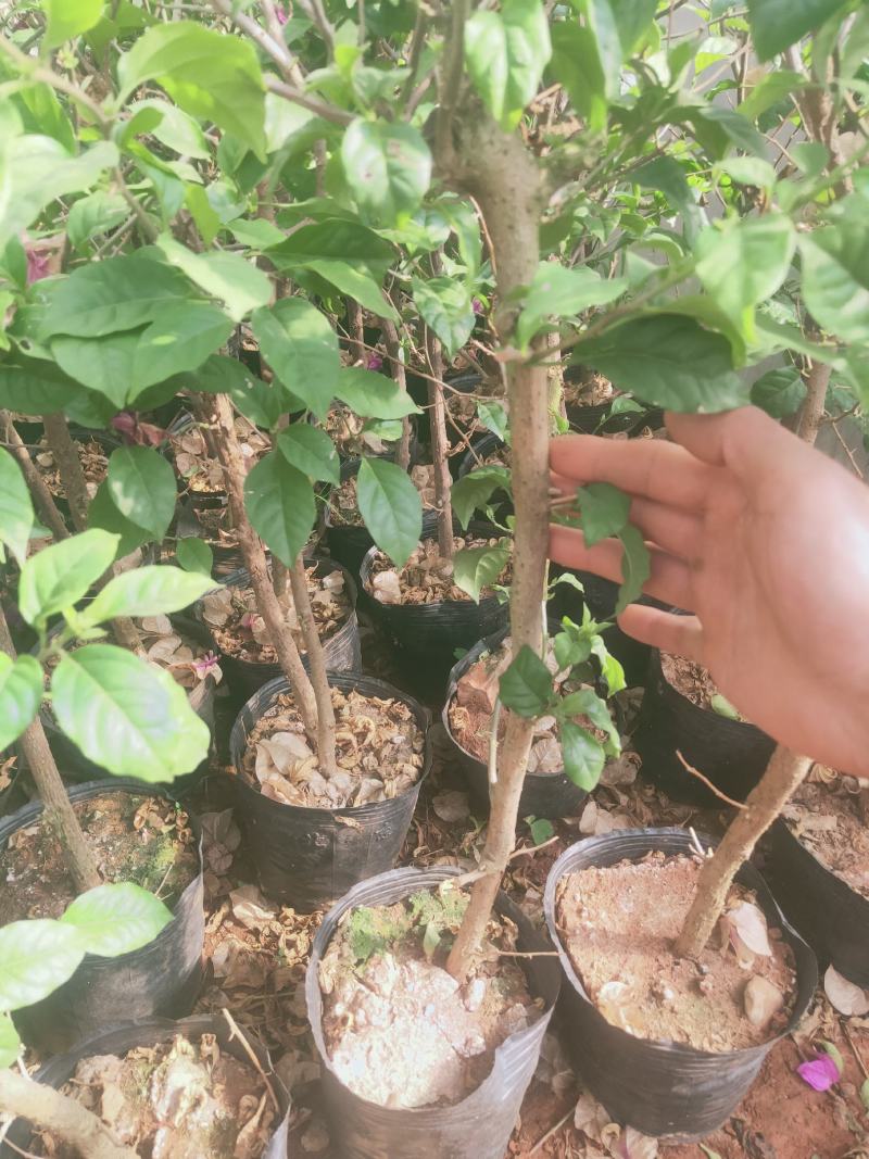 三角梅盆栽苗，中小苗都有，可带盆发货，适合公园，庭院等