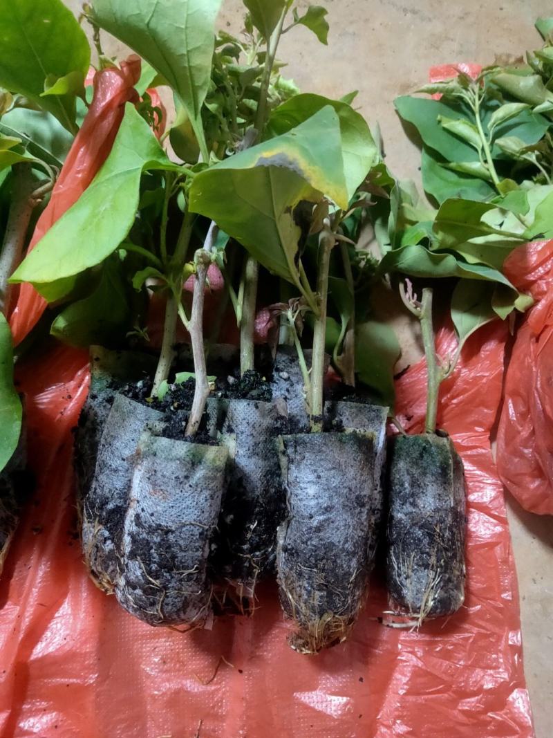 三角梅盆栽苗，中小苗都有，可带盆发货，适合公园，庭院等