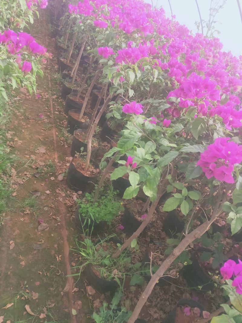 三角梅盆栽苗，中小苗都有，可带盆发货，适合公园，庭院等