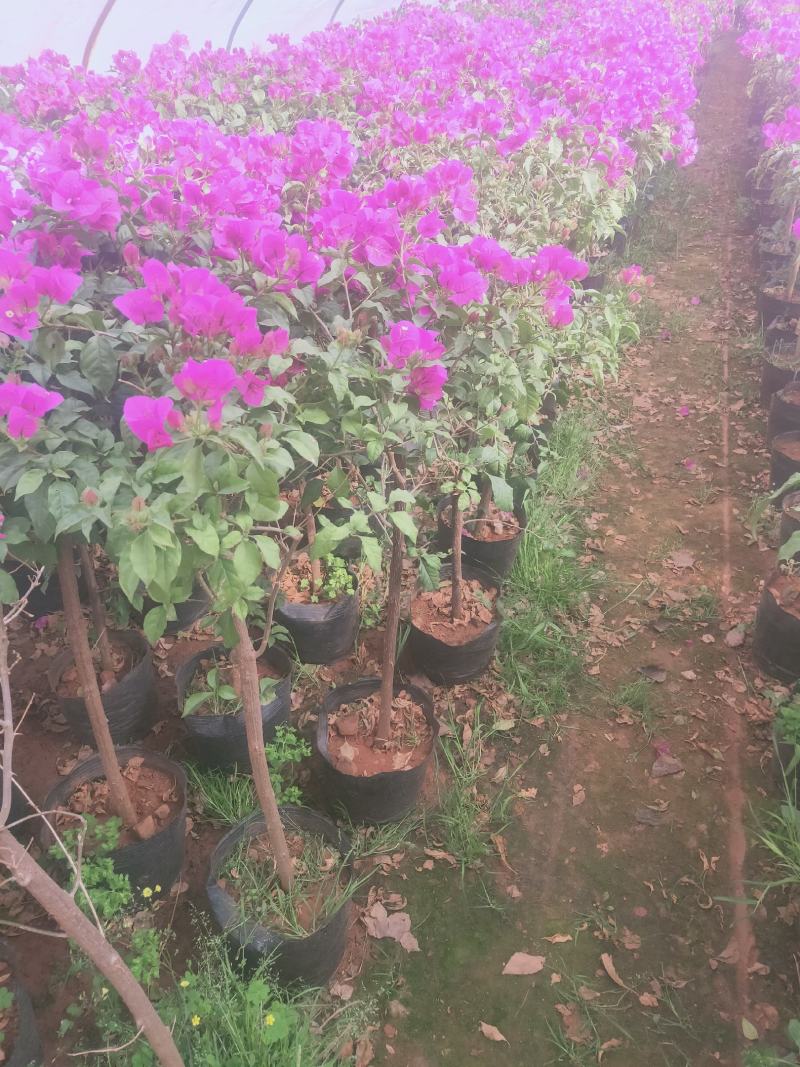 三角梅盆栽苗，中小苗都有，可带盆发货，适合公园，庭院等
