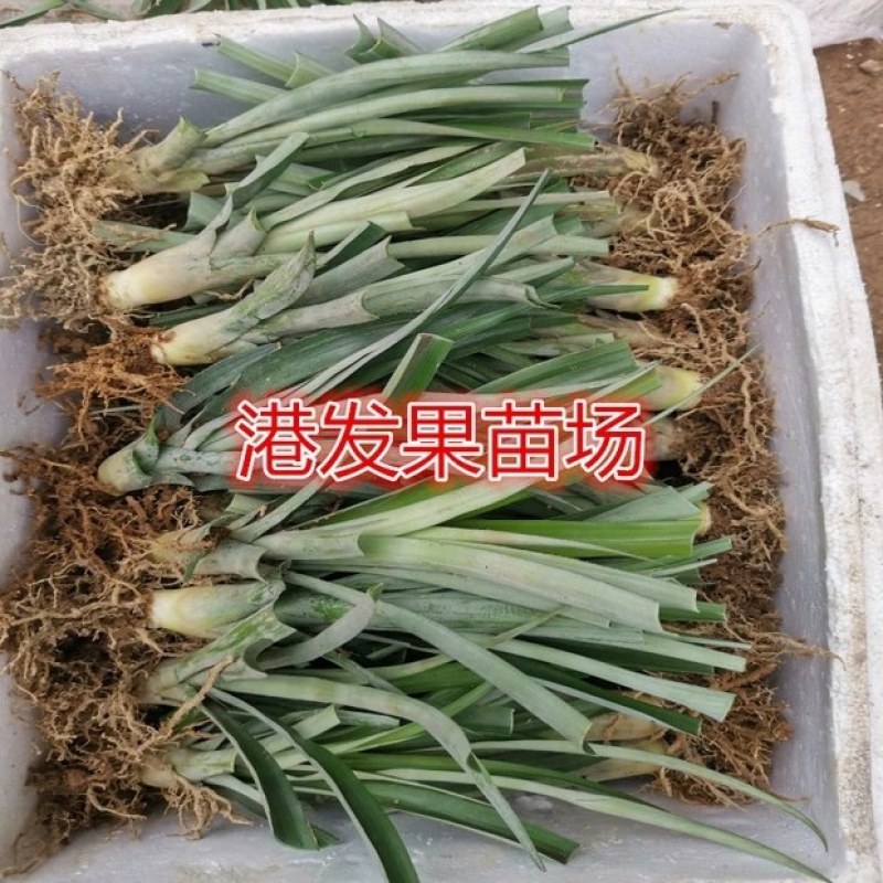 大量供应地菠萝苗，台湾金钻凤梨苗，室内阳台庭院种植果