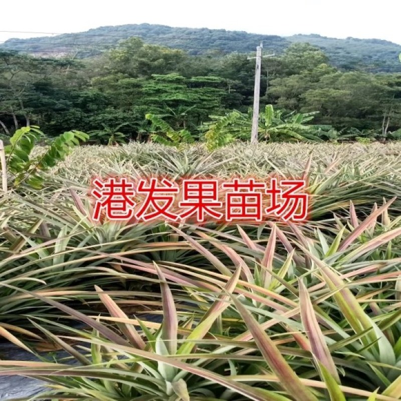 大量供应地菠萝苗，台湾金钻凤梨苗，室内阳台庭院种植果