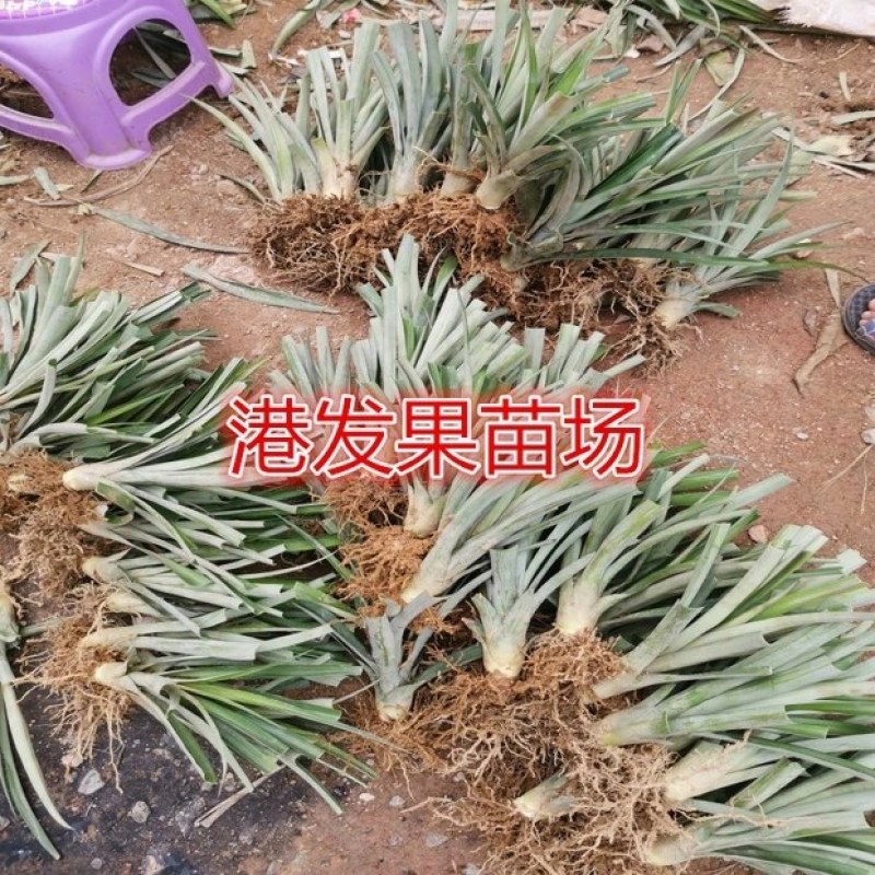 大量供应地菠萝苗，台湾金钻凤梨苗，室内阳台庭院种植果