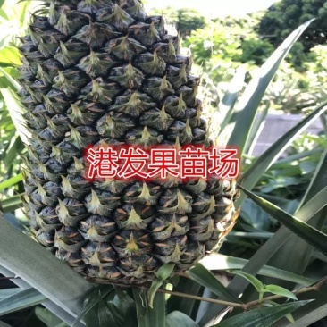 大量供应地菠萝苗，台湾金钻凤梨苗，室内阳台庭院种植果