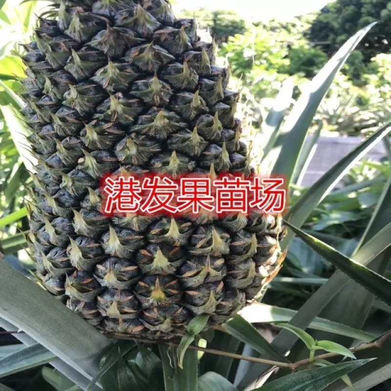 大量供应地菠萝苗，台湾金钻凤梨苗，室内阳台庭院种植果