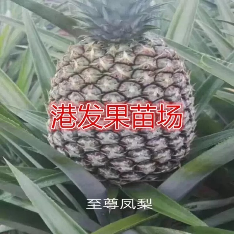 大量供应地菠萝苗，台湾金钻凤梨苗，室内阳台庭院种植果