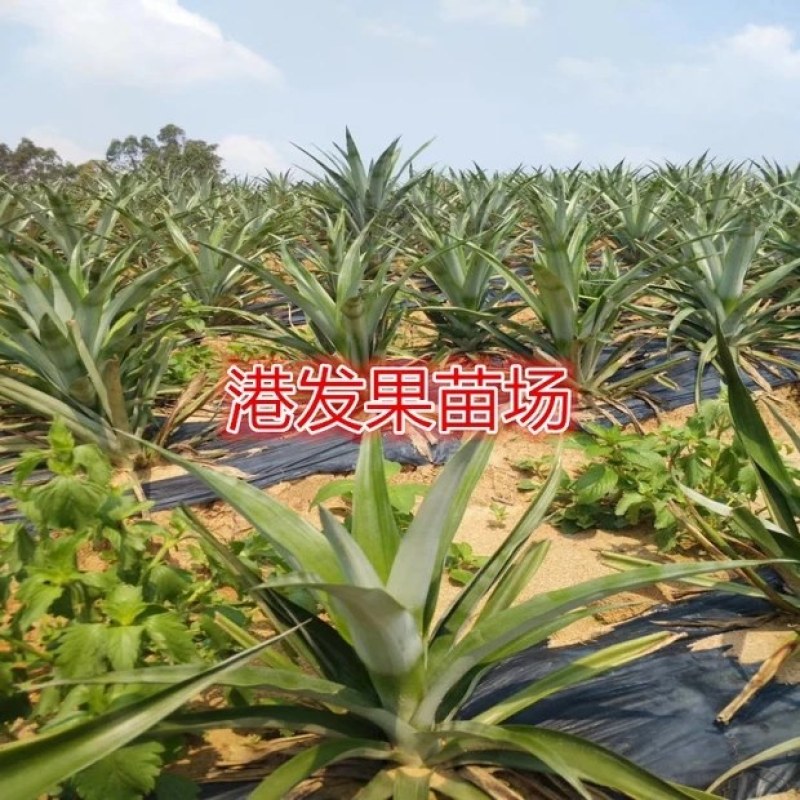 大量供应地菠萝苗，台湾金钻凤梨苗，室内阳台庭院种植果