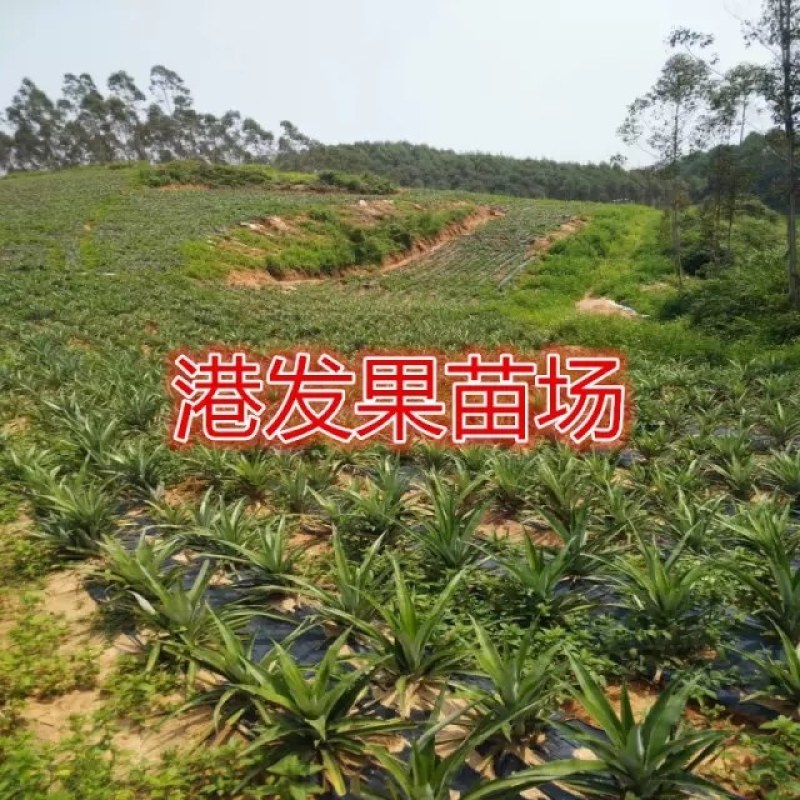 大量供应地菠萝苗，台湾金钻凤梨苗，室内阳台庭院种植果