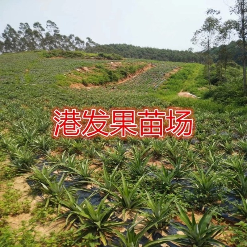 大量供应地菠萝苗，台湾金钻凤梨苗，室内阳台庭院种植果