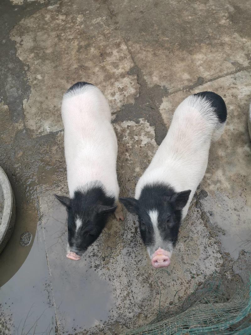 藏香猪长年批发零售纯种巴马香猪幼崽活体