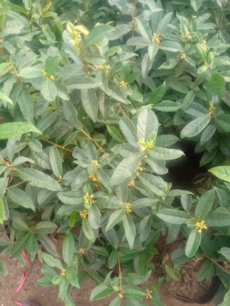 嫁接桂花苗盆景日香桂，适合屋内和厅院种植。