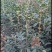 嫁接桂花苗盆景日香桂，适合屋内和厅院种植。
