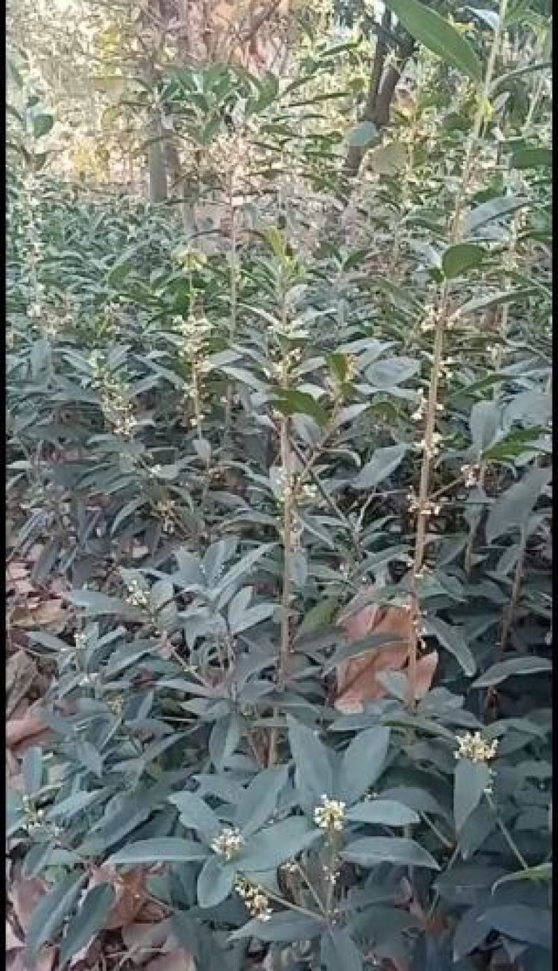 嫁接桂花苗盆景日香桂，适合屋内和厅院种植。