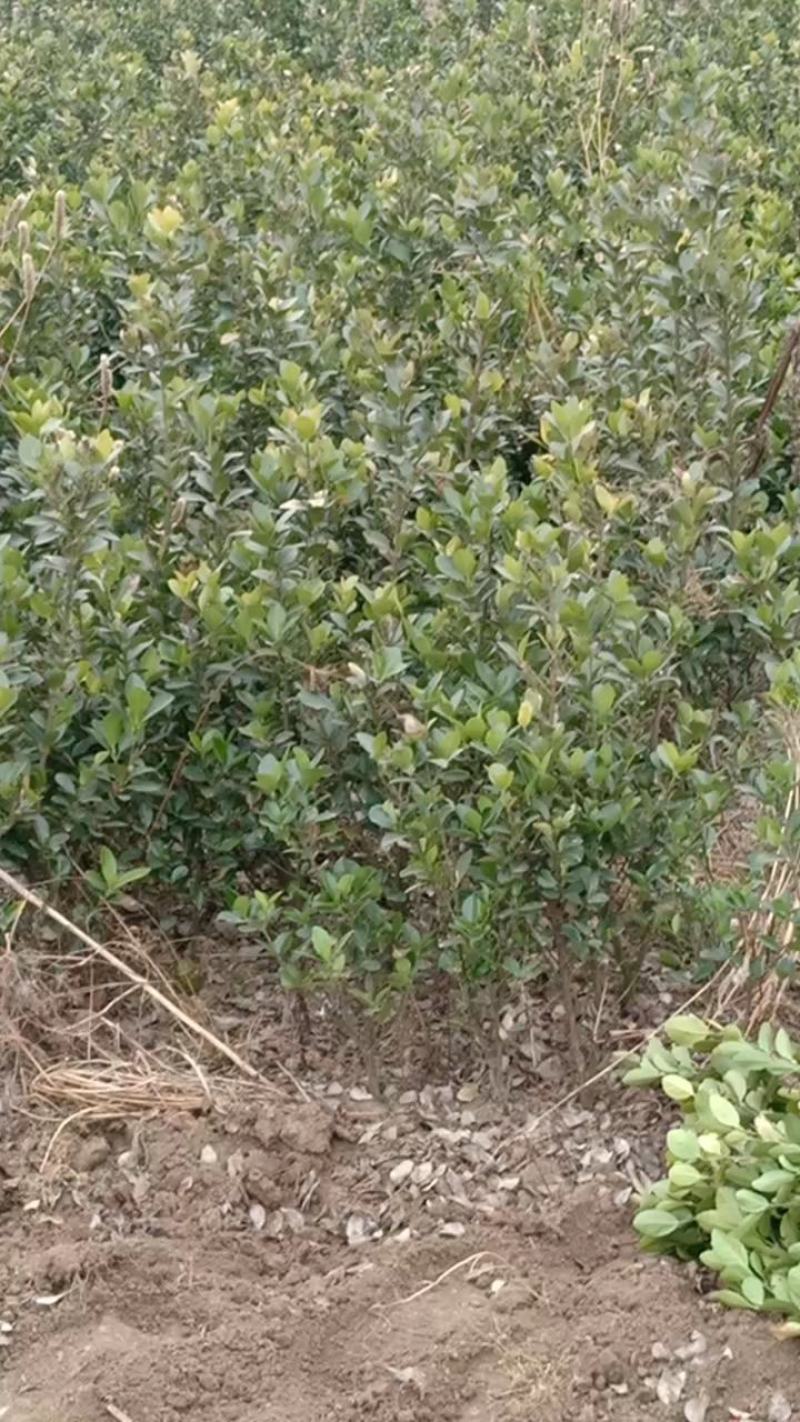 嫁接桂花苗盆景日香桂，适合屋内和厅院种植。
