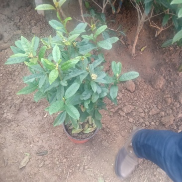 嫁接桂花苗盆景日香桂，适合屋内和厅院种植。