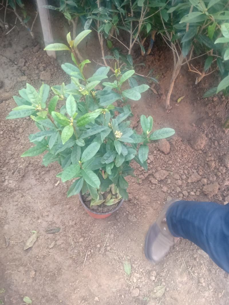 嫁接桂花苗盆景日香桂，适合屋内和厅院种植。