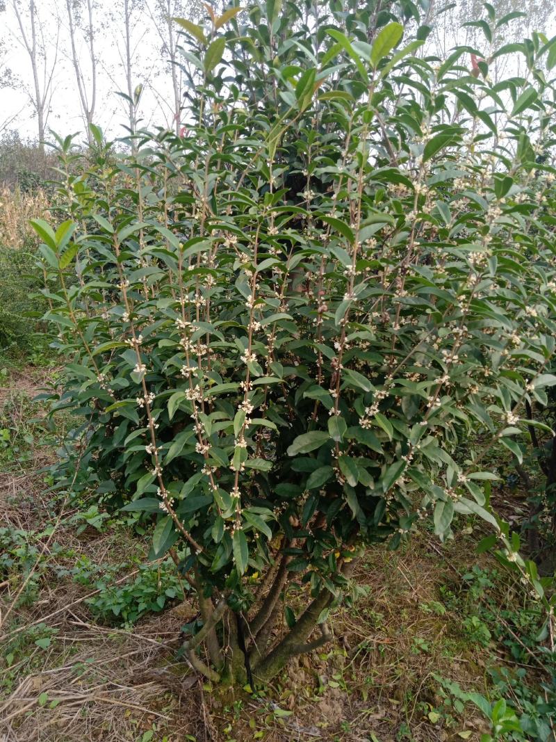 嫁接桂花苗盆景日香桂，适合屋内和厅院种植。