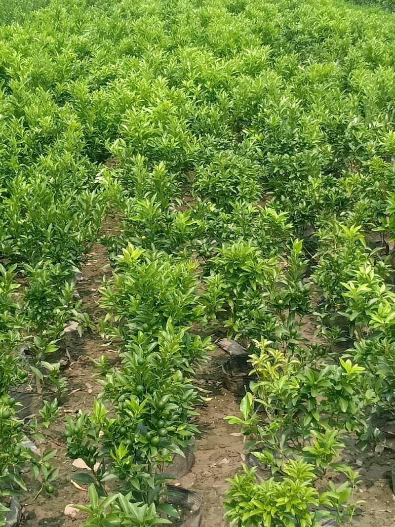 嫁接桂花苗盆景日香桂，适合屋内和厅院种植。