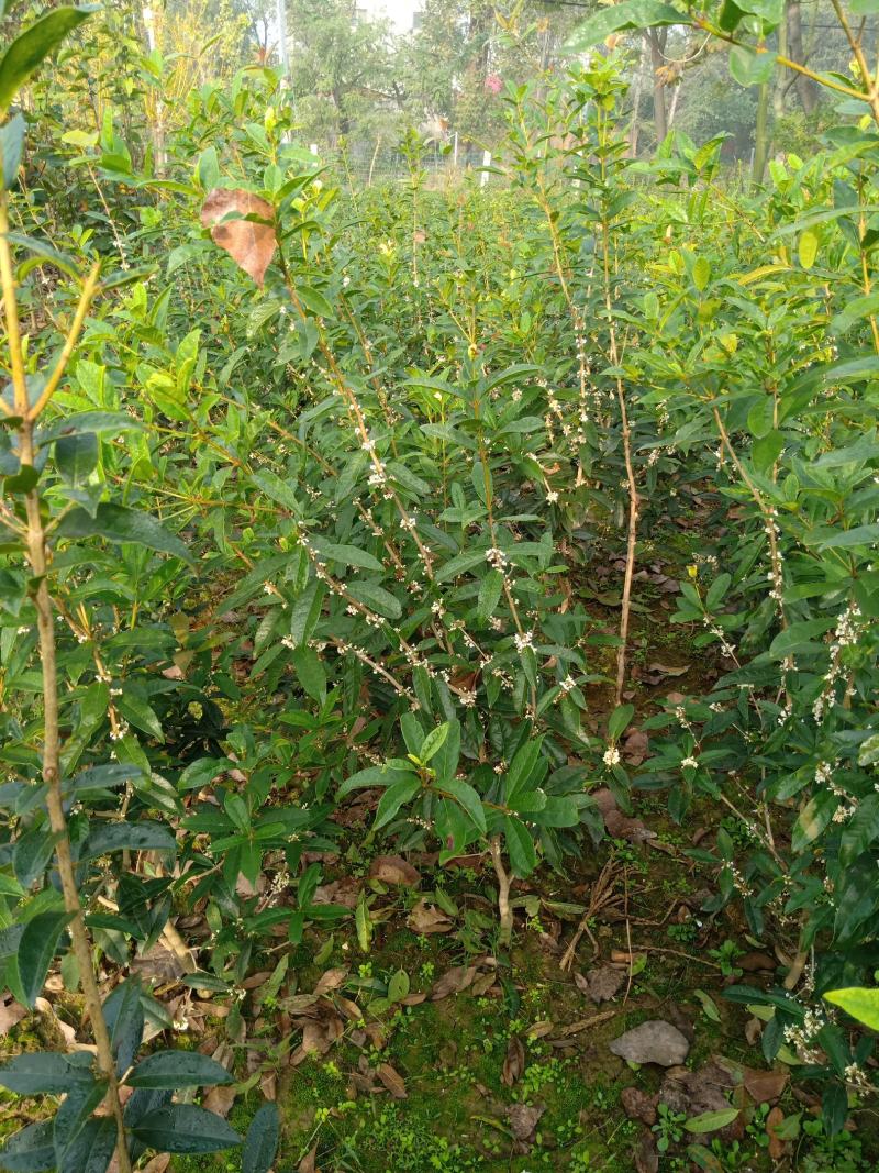 嫁接桂花苗盆景日香桂，适合屋内和厅院种植。