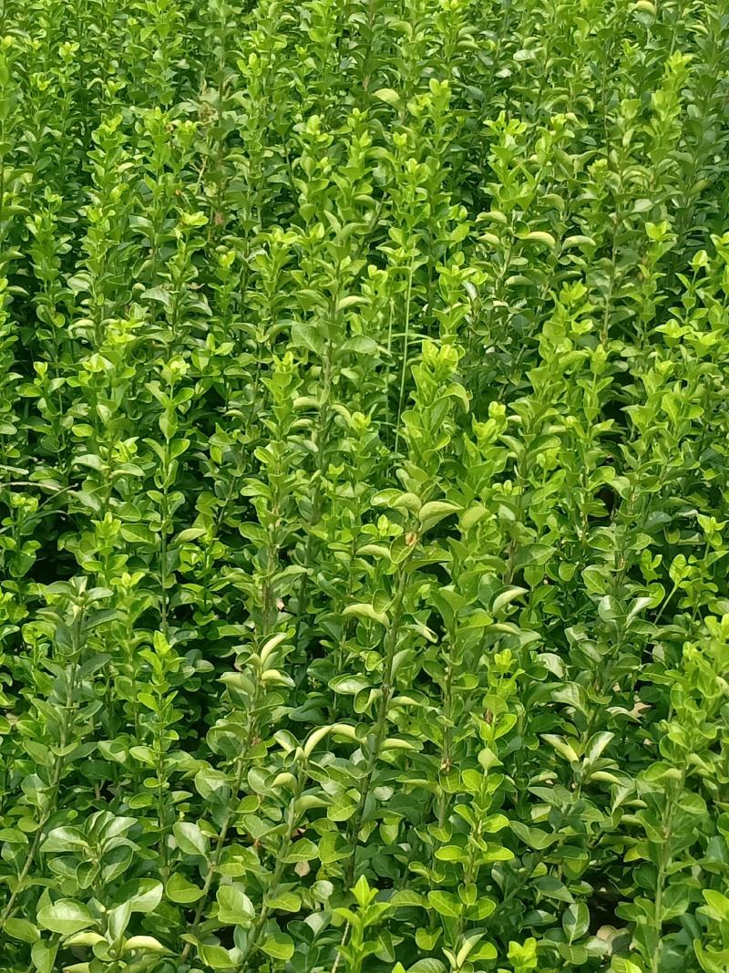 嫁接桂花苗盆景日香桂，适合屋内和厅院种植。