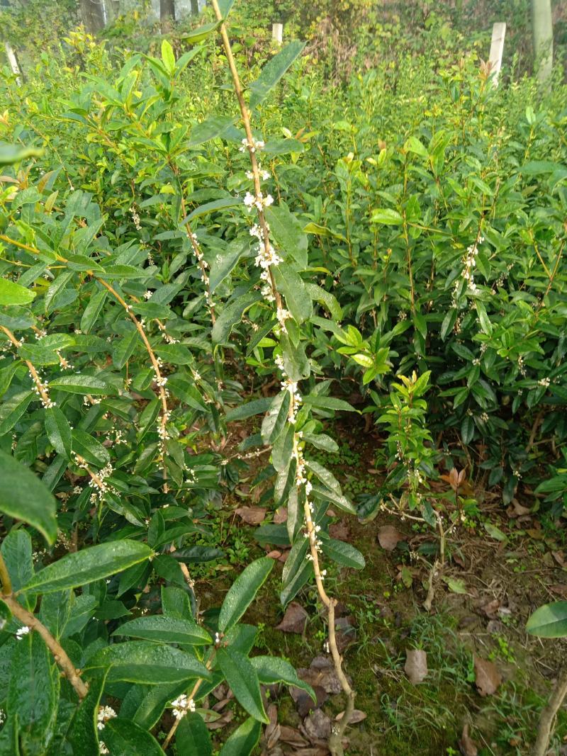 嫁接桂花苗盆景日香桂，适合屋内和厅院种植。
