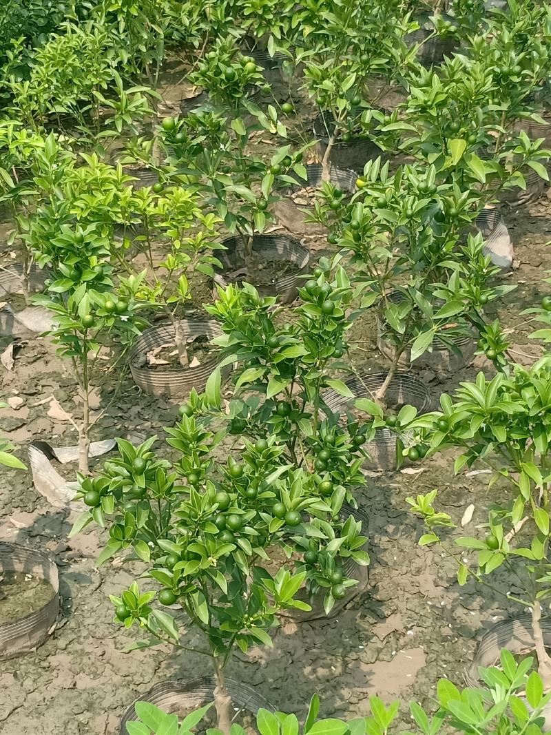 嫁接桂花苗盆景日香桂，适合屋内和厅院种植。