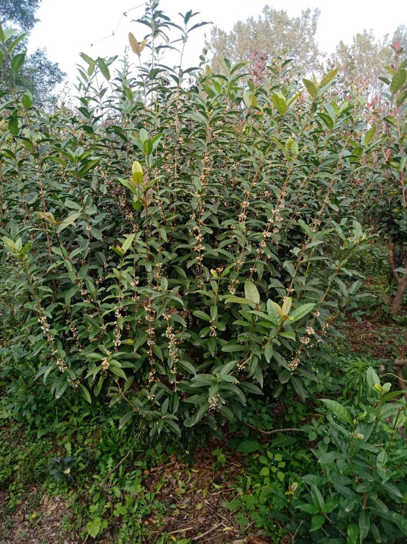 嫁接桂花苗盆景日香桂，适合屋内和厅院种植。
