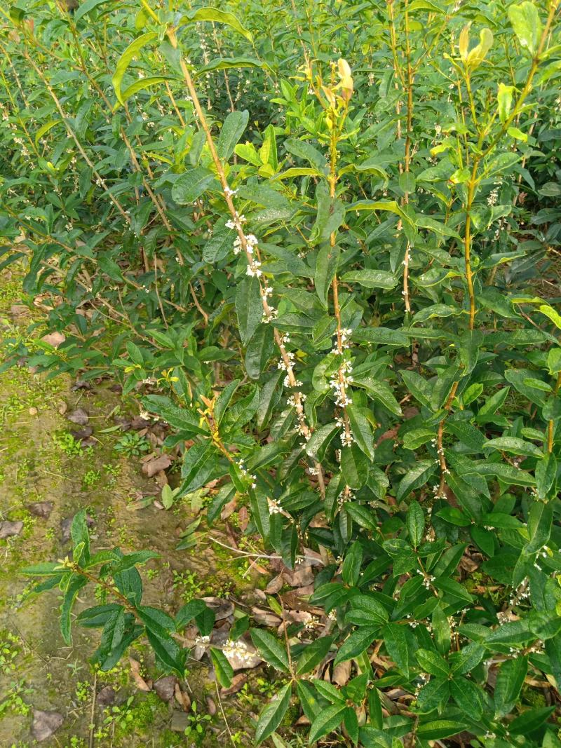 嫁接桂花苗盆景日香桂，适合屋内和厅院种植。