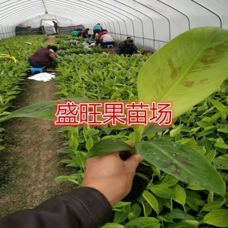 香蕉苗，威廉斯香蕉，中蕉九号香蕉苗，当年结果