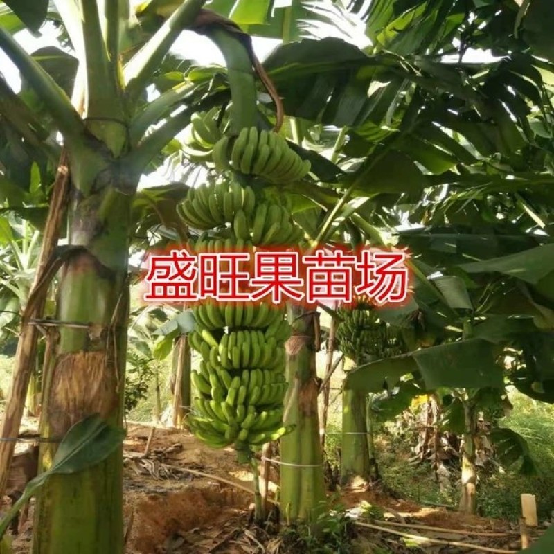 香蕉苗，威廉斯香蕉，中蕉九号香蕉苗，当年结果