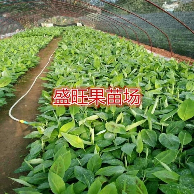 香蕉苗，威廉斯香蕉，中蕉九号香蕉苗，当年结果