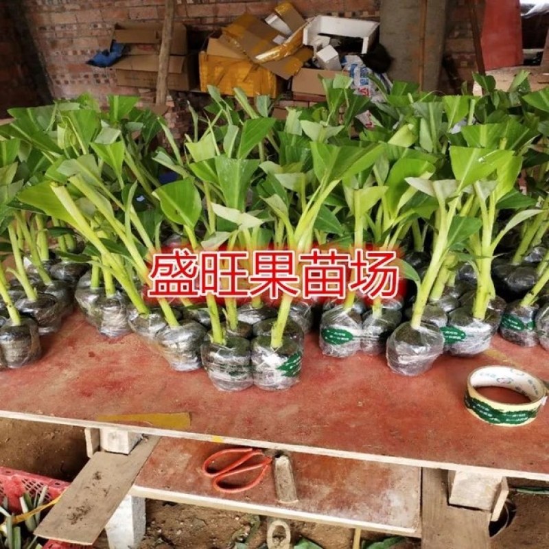 香蕉苗，威廉斯香蕉，中蕉九号香蕉苗，当年结果