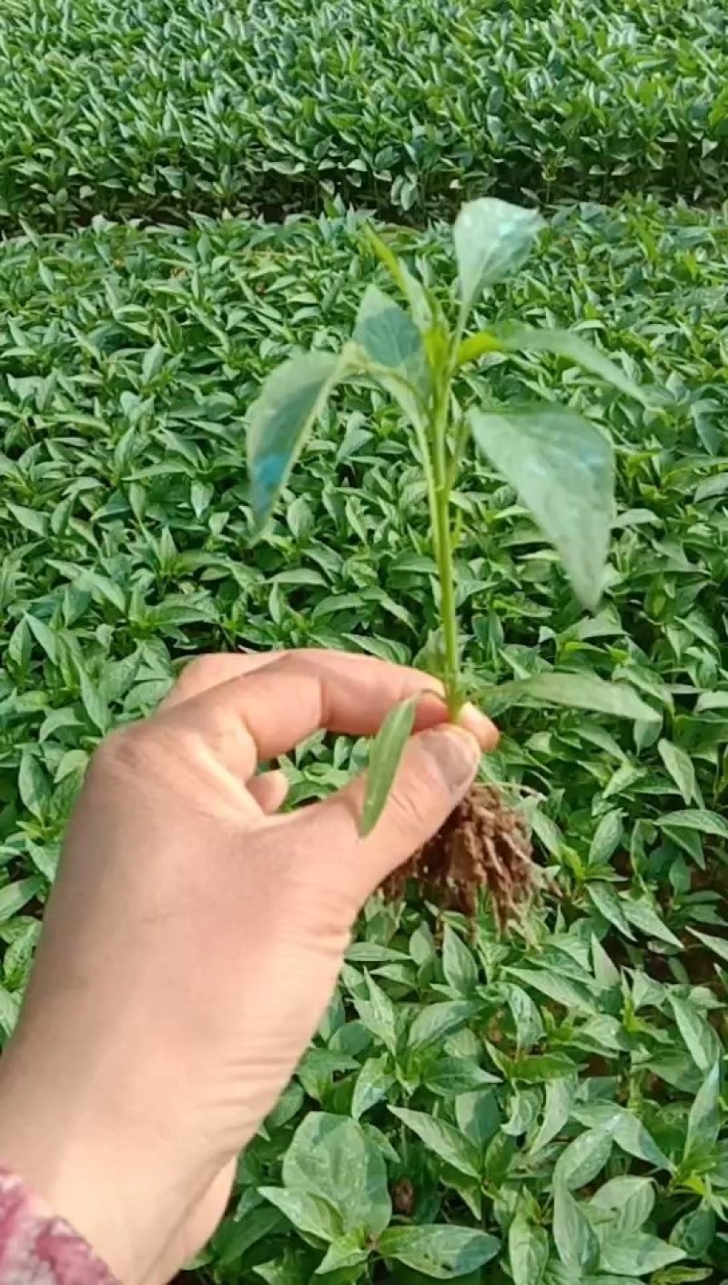 朝天椒苗，艳红辣椒苗，红果亮丽，干鲜两用