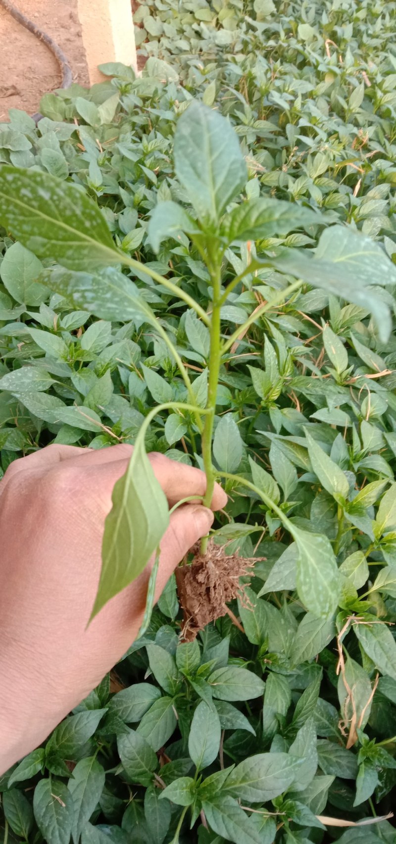 朝天椒苗，艳红辣椒苗，红果亮丽，干鲜两用