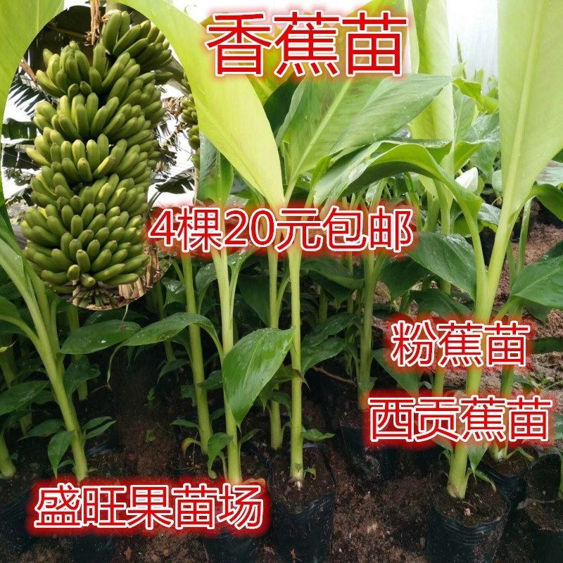 香蕉苗，威廉斯香蕉，中蕉九号香蕉苗，当年结果
