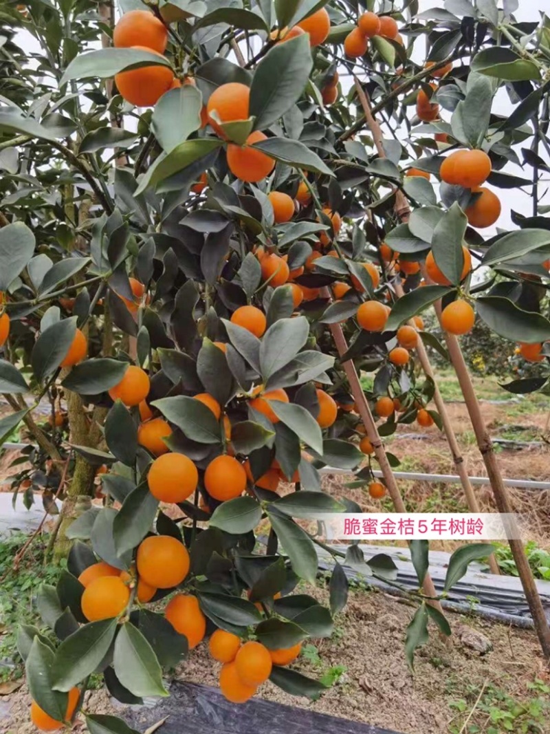 脆蜜金桔苗脆蜜金柑苗试验基地母本果园产地嫁接品种优良