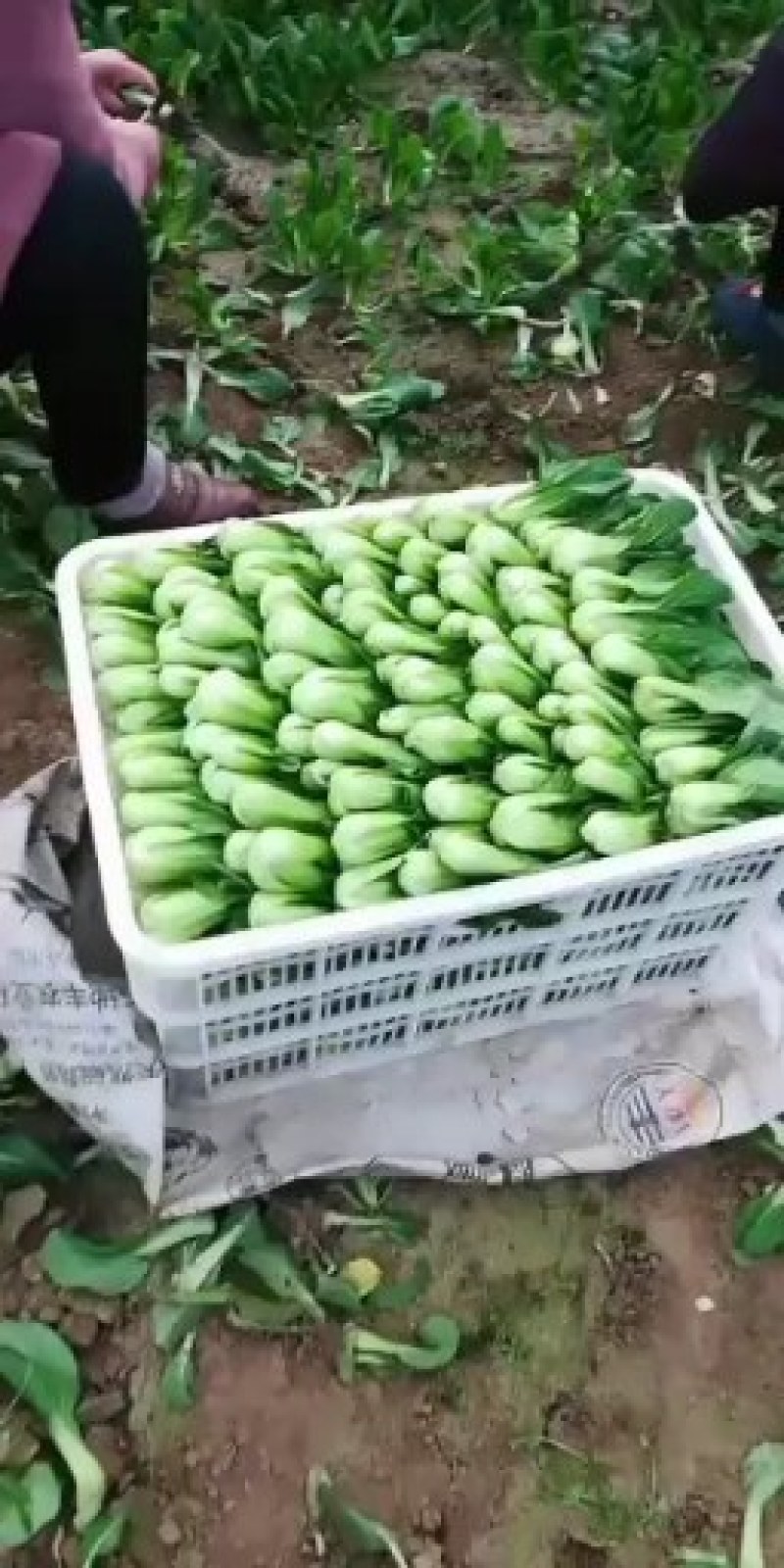 万亩蔬菜基地精品大棚上海青小油菜持续上市中欢迎老板下单