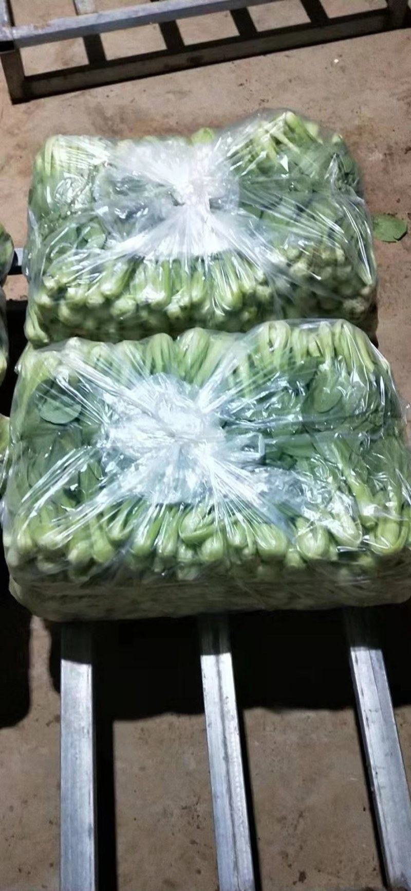 万亩蔬菜基地精品大棚上海青小油菜持续上市中欢迎老板下单