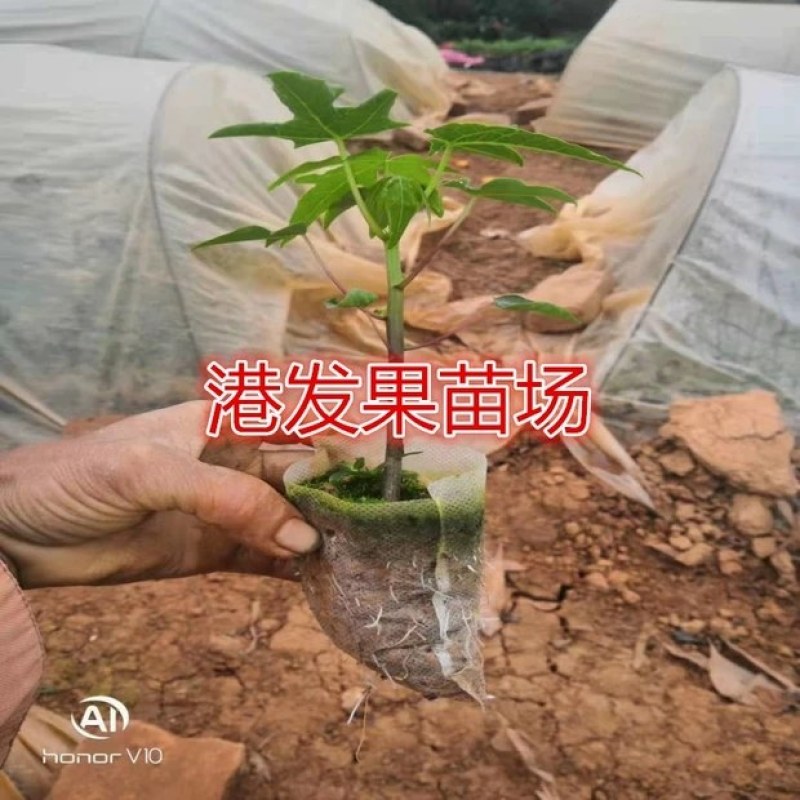 矮化大果红肉水果木瓜苗四季开花结果木瓜树庭院盆栽种植果树