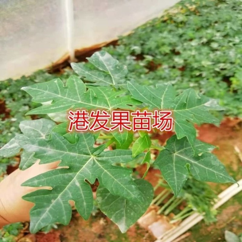 矮化大果红肉水果木瓜苗四季开花结果木瓜树庭院盆栽种植果树