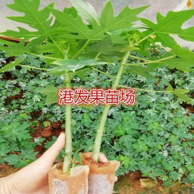 矮化大果红肉水果木瓜苗四季开花结果木瓜树庭院盆栽种植果树