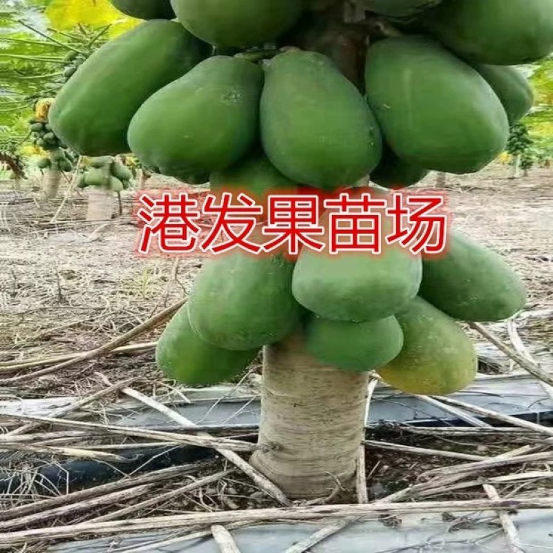 矮化大果红肉水果木瓜苗四季开花结果木瓜树庭院盆栽种植果树