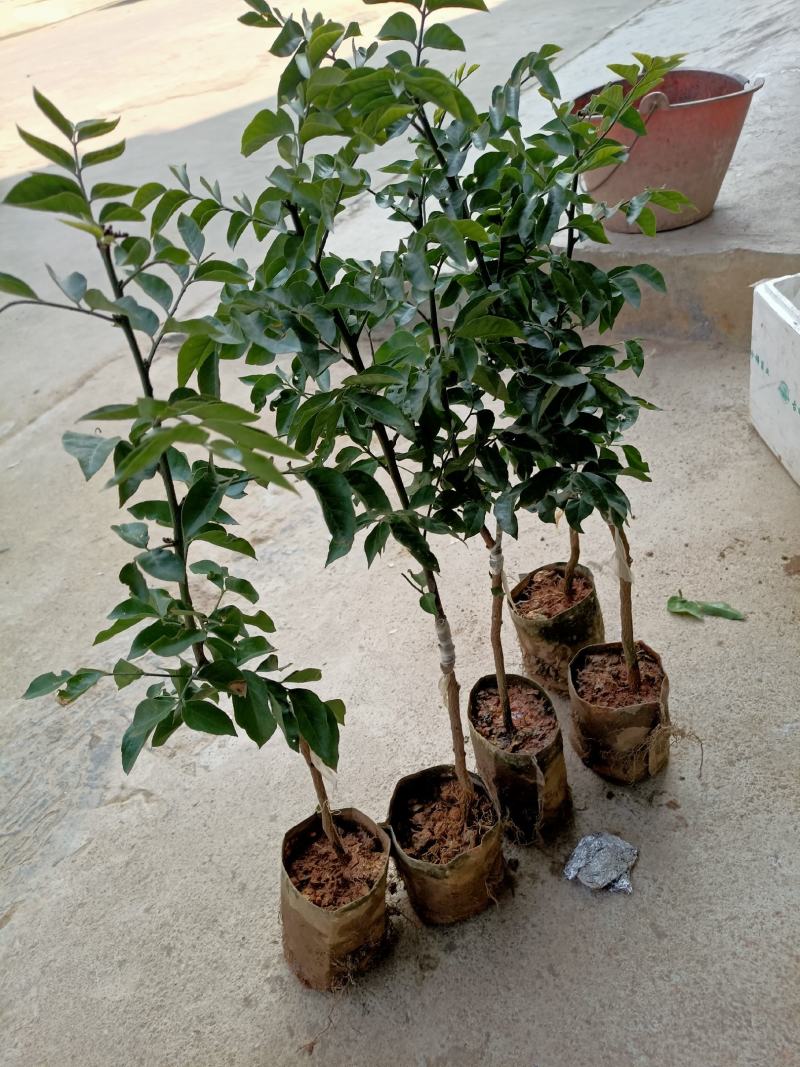 紫肉黄皮苗正品嫁接苗带土发货成活率更高！
