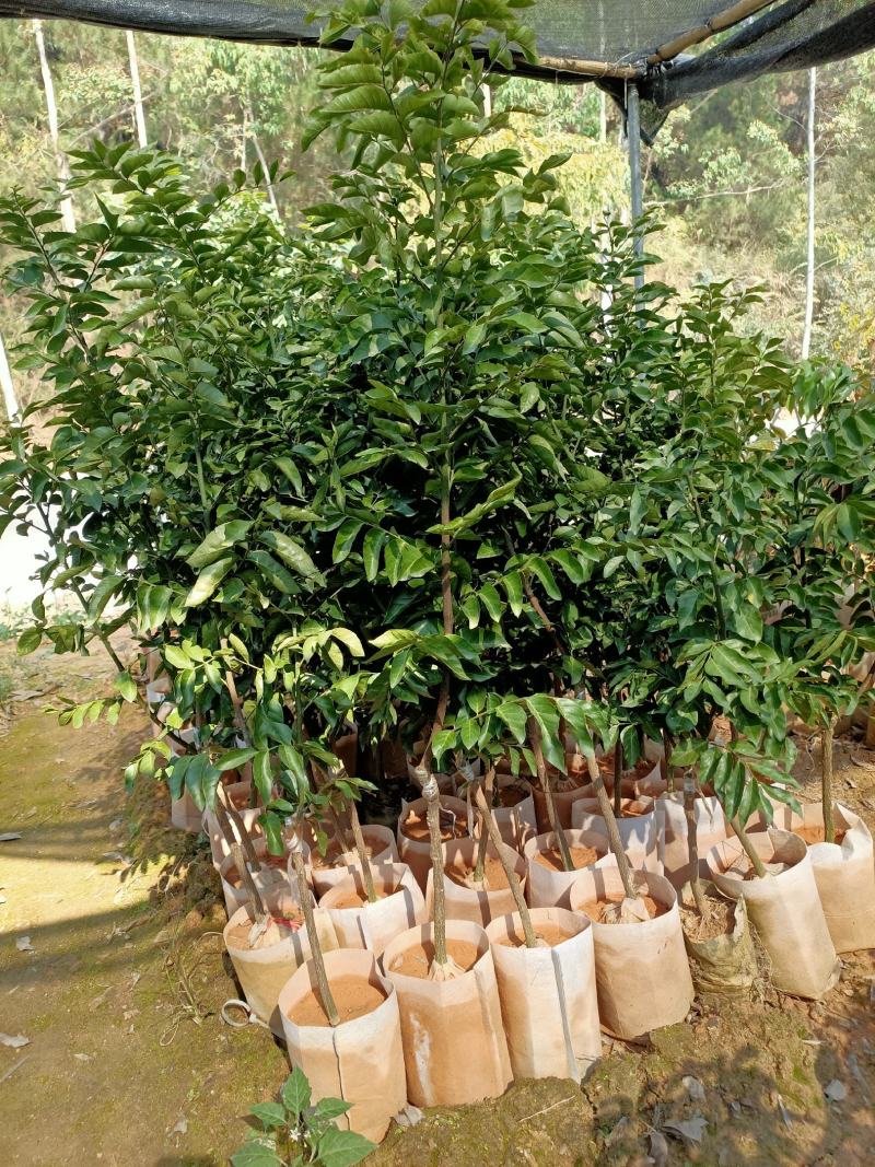 紫肉黄皮苗正品嫁接苗带土发货成活率更高！