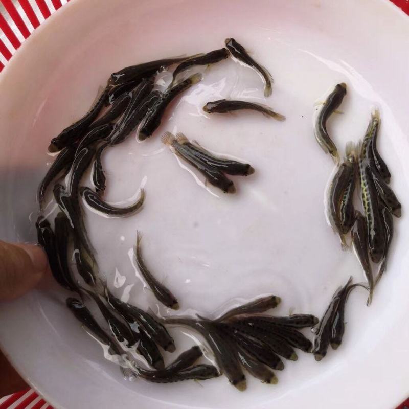 黑鱼苗乌鱼苗乌鱧鱼苗黑鱼水花、寸苗存活率95%