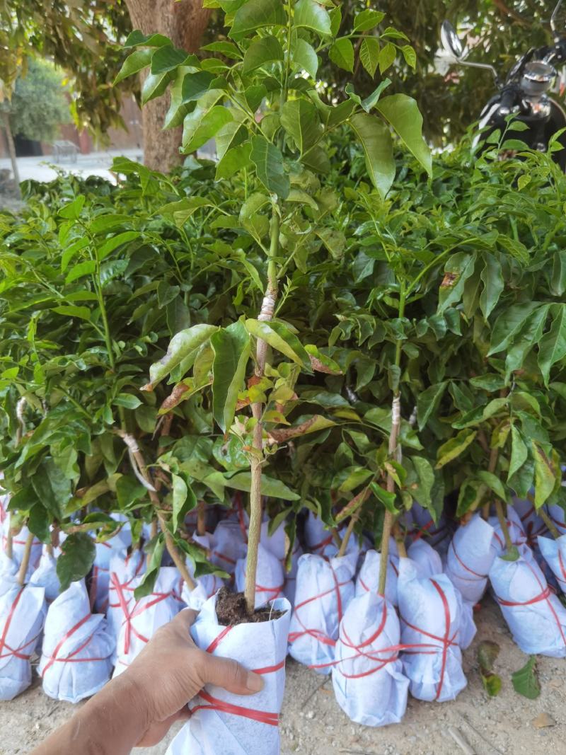 紫色黄皮苗黄皮苗紫黄皮苗黑黄皮苗黄皮树苗紫肉
